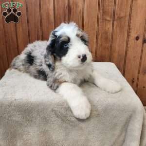 Mason, Bernedoodle Puppy